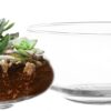 Clear Glass Round Terrarium Bowls Set of Two