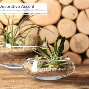Clear Glass Round Terrarium Bowls Set of Two - Image 7