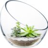Clear Glass Slant Cut Bubble Bowl Terrarium