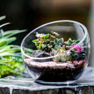 Clear Glass Slant Cut Bubble Bowl Terrarium - Image 7